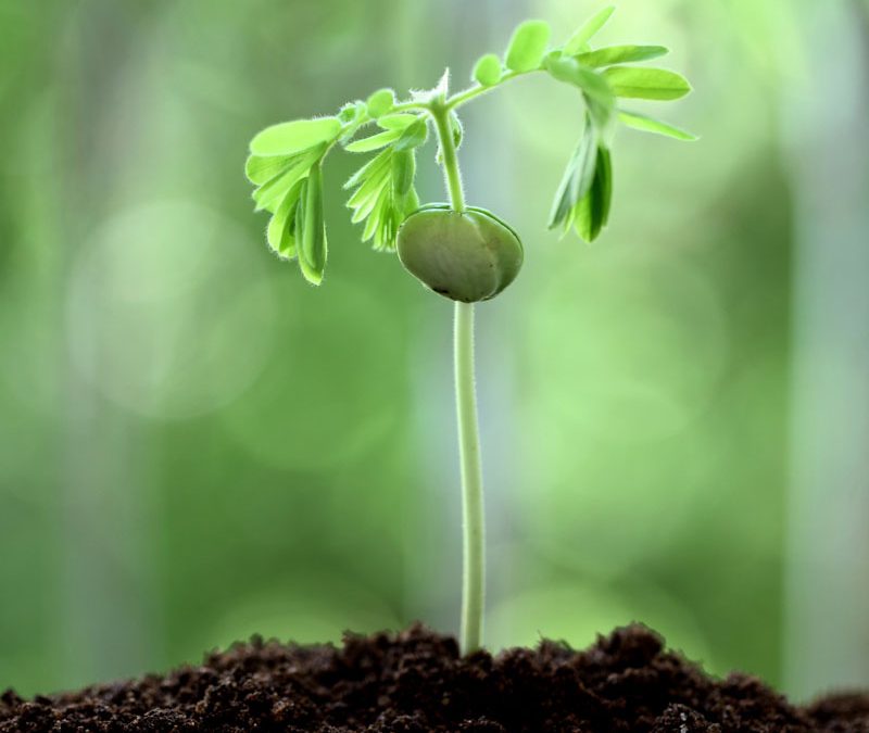 Springtime is Greens&nbsp;Time!